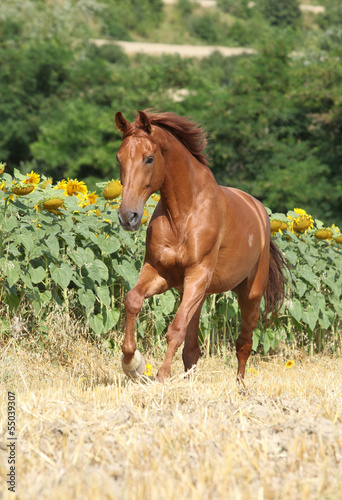 Photo: Beautiful horse running in front of sunflowers Beautiful horse running in front of sunflowers