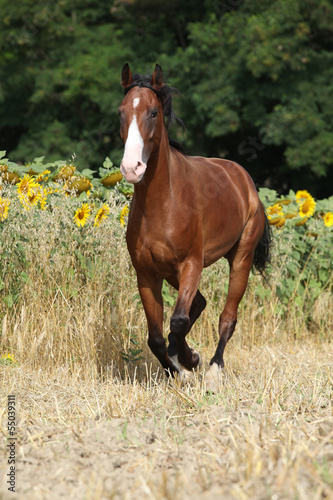 Photo: Beautiful horse running in front of sunflowers Beautiful horse running in front of sunflowers