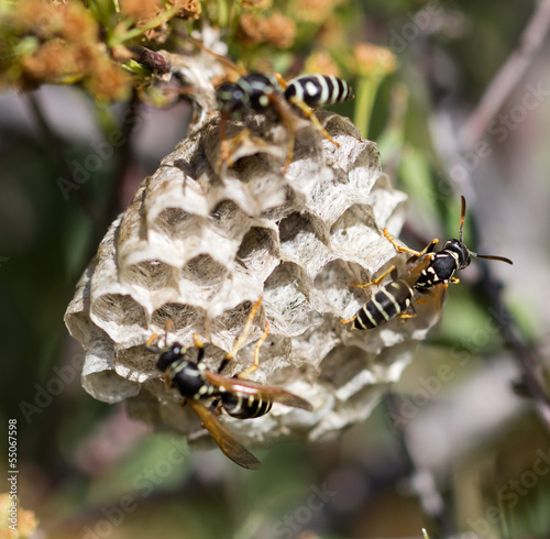 Photo: wasps on comb in nature wasps on comb in nature