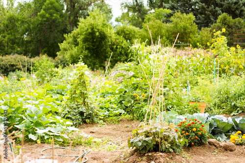 Photo: Vegetable garden Vegetable garden