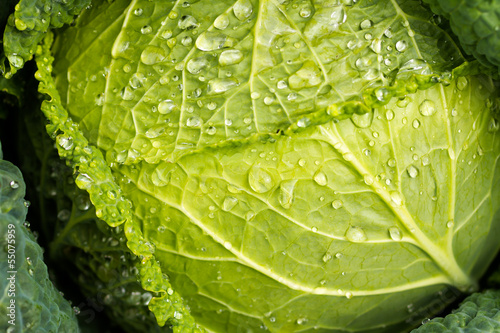 Photo: Vegetable garden Vegetable garden