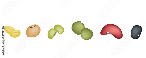 Vector: Set of Different Beans in A Row Set of Different Beans in A Row