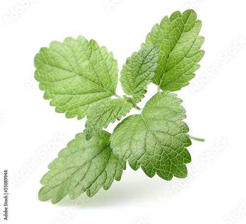 Photo: Leaves of melissa Leaves of melissa