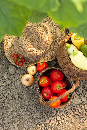 Photo: harvest vegetables harvest vegetables