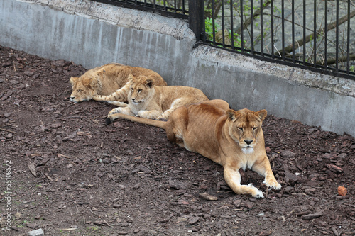 Photo: Lions Lions