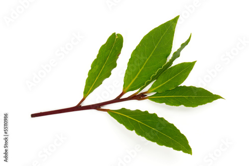 Photo: branch of bay leaves branch of bay leaves