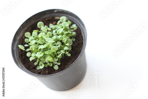 Photo: Small Plants Small Plants