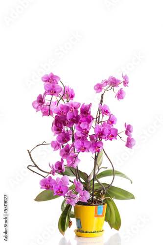 Photo: phalaenopsis phalaenopsis