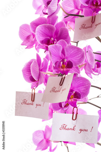 Photo: phalaenopsis phalaenopsis