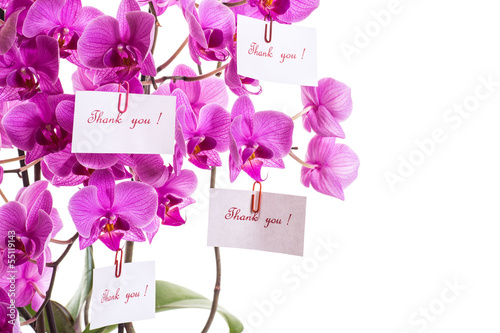 Photo: phalaenopsis phalaenopsis
