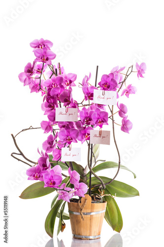 Photo: phalaenopsis phalaenopsis