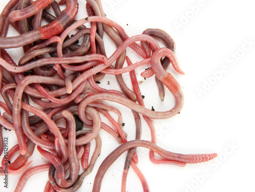 Photo: Worms isolated on white Worms isolated on white