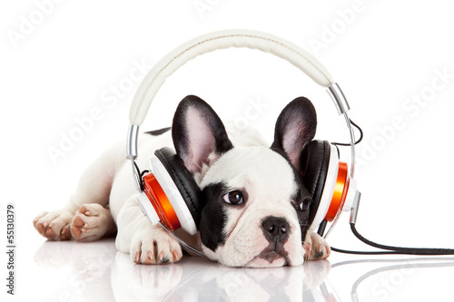 Photo: dog listening to music with headphones isolated on white backgro dog listening to music with headphones isolated on white backgro