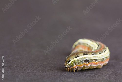 Photo: Larva close up, NC Larva close up, NC