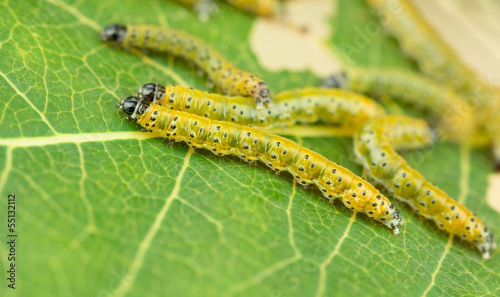 Photo: Sawfly larva close up, tree pest Sawfly larva close up, tree pest