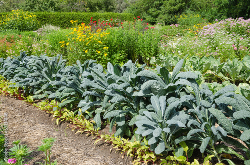 Photo: Vegetable Garden with kale Vegetable Garden with kale