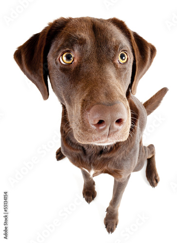 Photo: Dog sitting and looking up Dog sitting and looking up