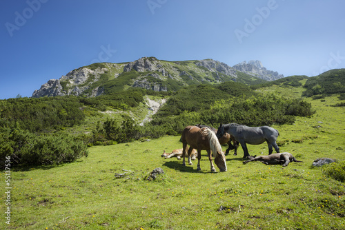 Photo: Pferde auf der ALm Pferde auf der ALm