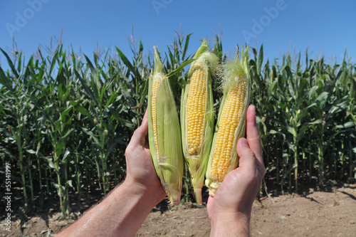 Photo: Agriculture, farmers hands holding corn cobs in field Agriculture, farmers hands holding corn cobs in field