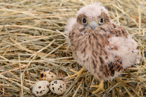 Photo: young falcon bird young falcon bird