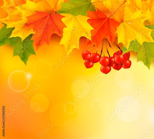 Vector: Autumn background with leaves and rowan. Back to school. Vector Autumn background with leaves and rowan. Back to school. Vector