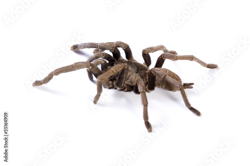 Photo: Tarantula on white background. Soft shadow under spider. Tarantula on white background. Soft shadow under spider.