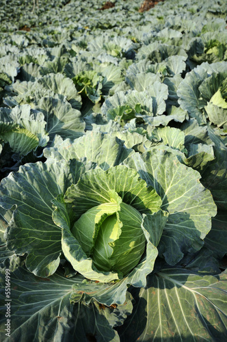 Photo: Convert fresh green cabbage. Convert fresh green cabbage.