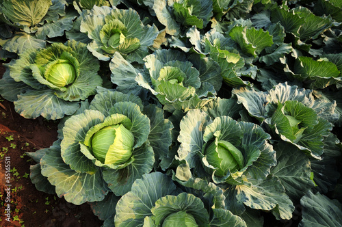 Photo: Convert fresh green cabbage. Convert fresh green cabbage.