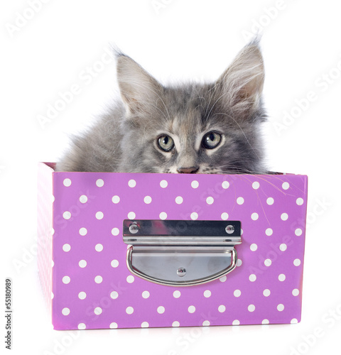 Photo: maine coon kitten maine coon kitten