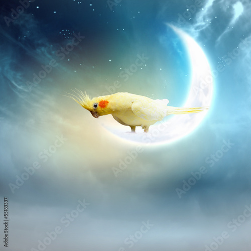 Photo: Parrot sitting on moon Parrot sitting on moon