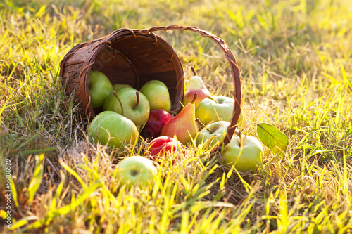 Photo: Organic Apples in the Basket Organic Apples in the Basket