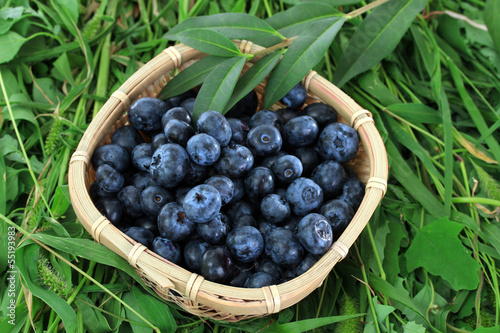 Photo: Blueberries in wooden basket on grass Blueberries in wooden basket on grass