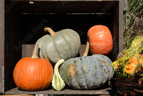 Photo: Squash and Pumpkins Squash and Pumpkins