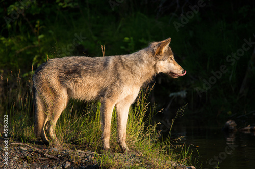 Photo: Wolf wildlife Wolf wildlife