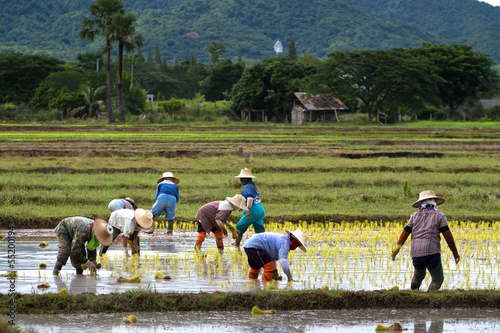 Photo: Thai peasant agriculture Thai peasant agriculture
