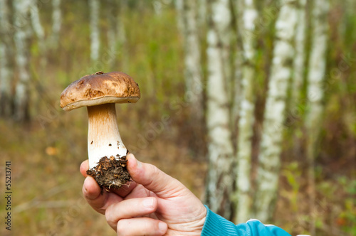 Photo: Mushroom Mushroom