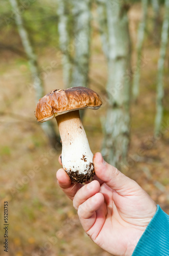 Photo: Mushroom Mushroom