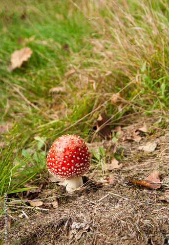 Photo: Mushroom Mushroom