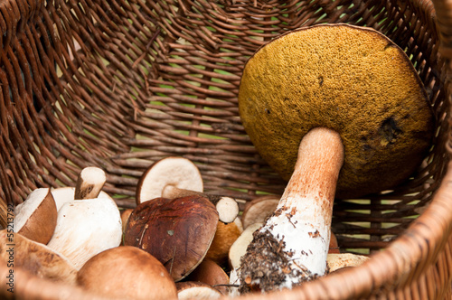 Photo: Mushroom Mushroom