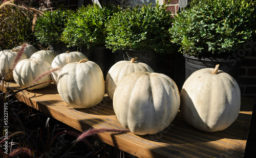 Photo: White Pumpkins on display White Pumpkins on display