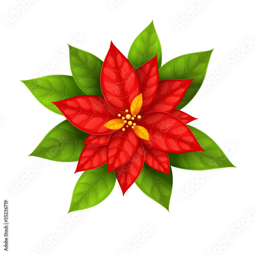 Vector: Red Christmas Star flower poinsettia isolated on white Red Christmas Star flower poinsettia isolated on white