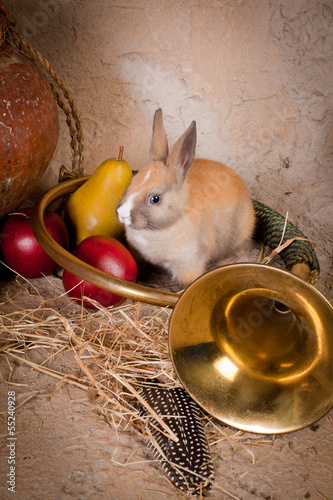 Photo: Hunting scene and live rabbit Hunting scene and live rabbit