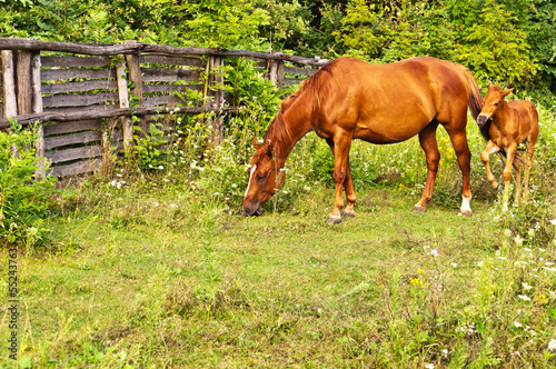 Photo: Quarter Horse Stute mit Fohlen Quarter Horse Stute mit Fohlen