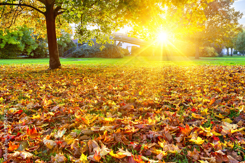 Photo: Sunny autumn foliage Sunny autumn foliage