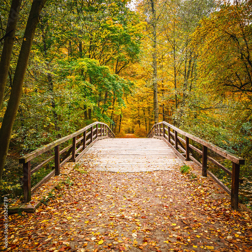 Fototapeta Bridge in autumn forest