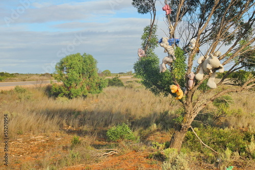 Photo: Scrub weird tree in Australian outback Scrub weird tree in Australian outback