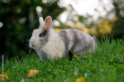 Photo: Cute Rabbit on Green Grass Cute Rabbit on Green Grass