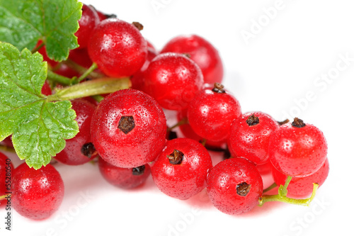 Photo: Redcurrant with Water Drops on White Background Redcurrant with Water Drops on White Background