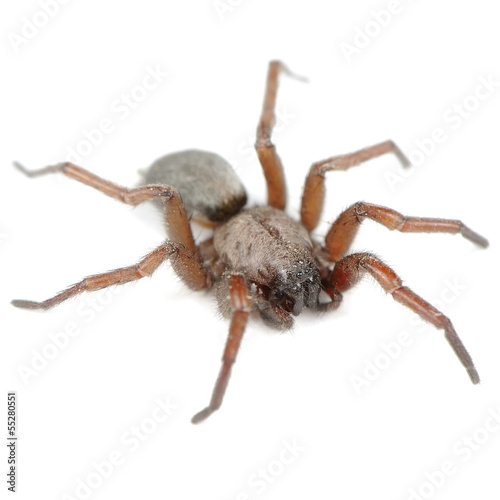 Photo: Spider (Haplodrassus Signifier) Isolated on White Background Spider (Haplodrassus Signifier) Isolated on White Background