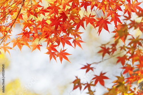 Photo: もみじ もみじ